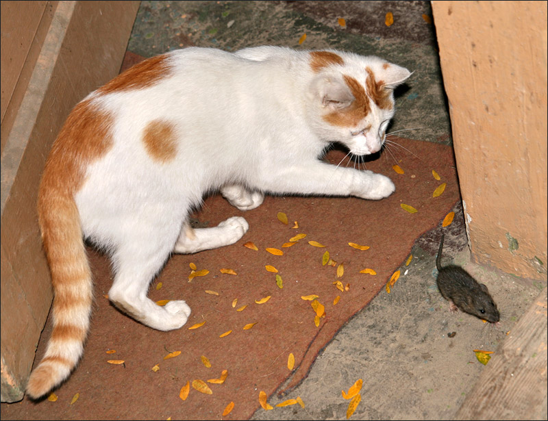 Поймать кота дома. Кошка ловит мышь. Кот поймал мышь. Кот для ловли мышей. Первой запускают кошку.