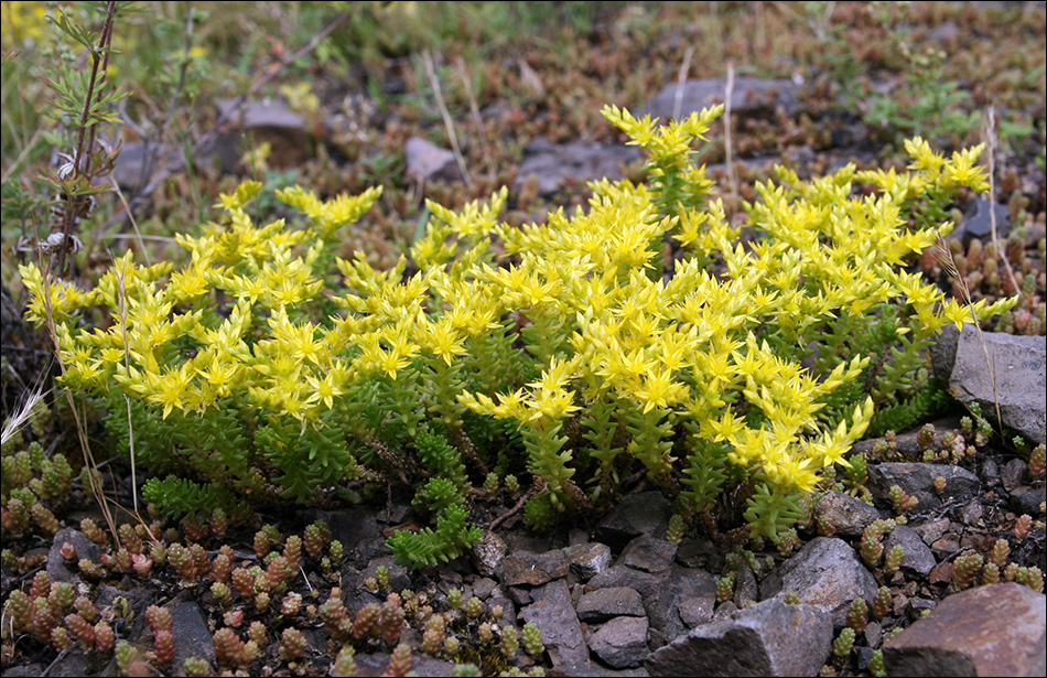 Очиток едкий. Очиток едкий Sedum acre. Очиток едкий (Sedum acre `Aureum`). Седум (Очиток) едкий (Sedum acre). Очиток едкий(Sedum acre l.).